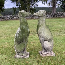 Pair of Italian Greyhounds/Whippets